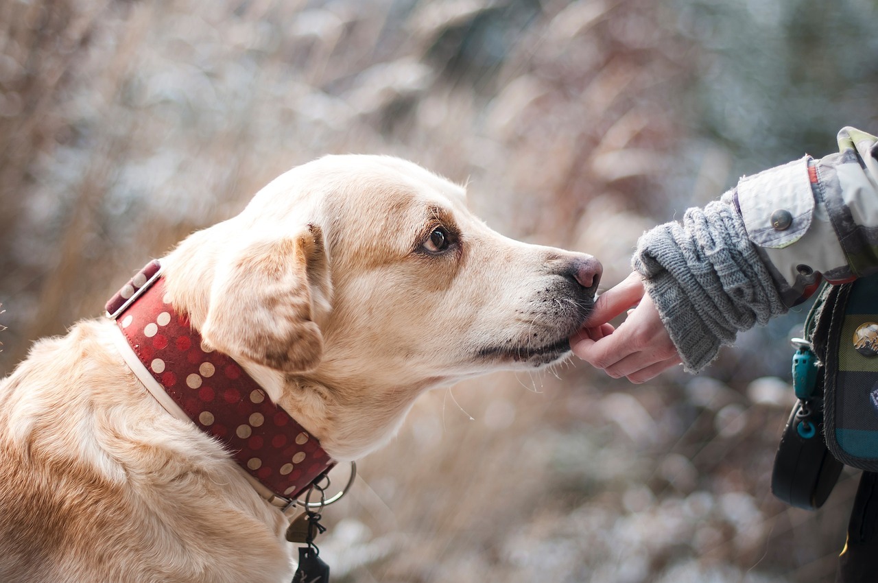 Un regard approfondi sur un refuge pour VBG adapté aux animaux